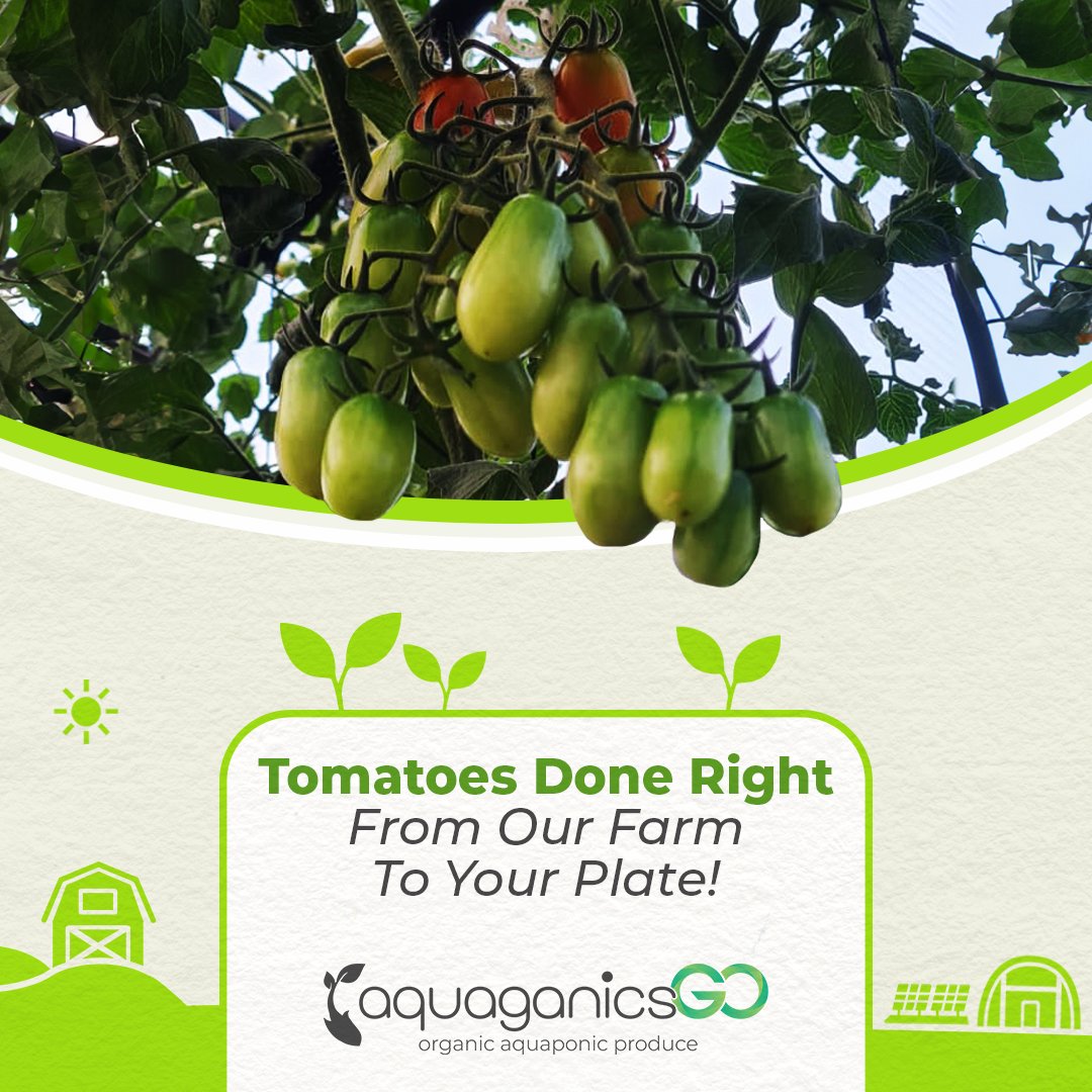 AquaganicsGo's tweet photo. At AquaGanicsGo, our fish-powered aquaponics system grows the tastiest tomatoes while caring for the planet. 🌿

Curious how it works? Schedule a farm tour and see sustainable farming in action!

🔗 https://t.co/BZGS8bISYs https://t.co/pEosT1OB5n