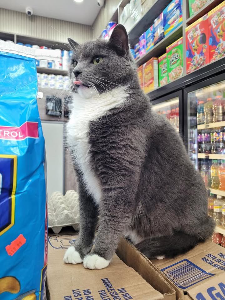 Bodega Cats (@bodegacats_) on Twitter photo 