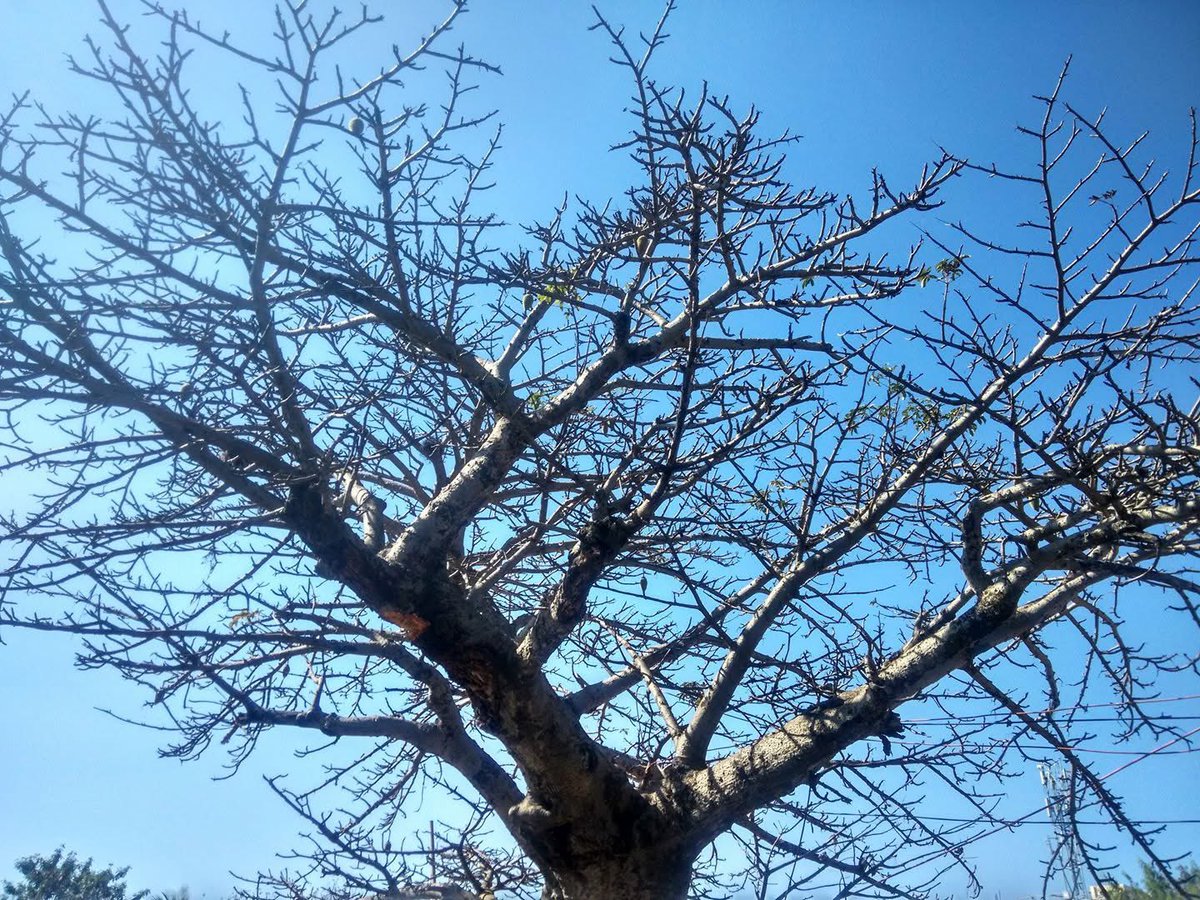 OAIndia's tweet photo. @GlobalDiamondOA here is the #Boabab Tree growing at Ranchi, India. The logo of Diamond Open Access Submit. https://t.co/o9T1pa4BFB