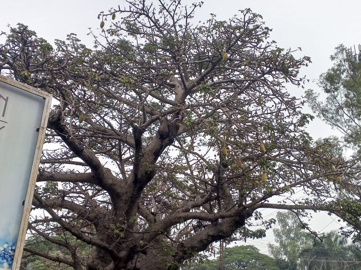 OAIndia's tweet photo. @GlobalDiamondOA here is the #Boabab Tree growing at Ranchi, India. The logo of Diamond Open Access Submit. https://t.co/o9T1pa4BFB