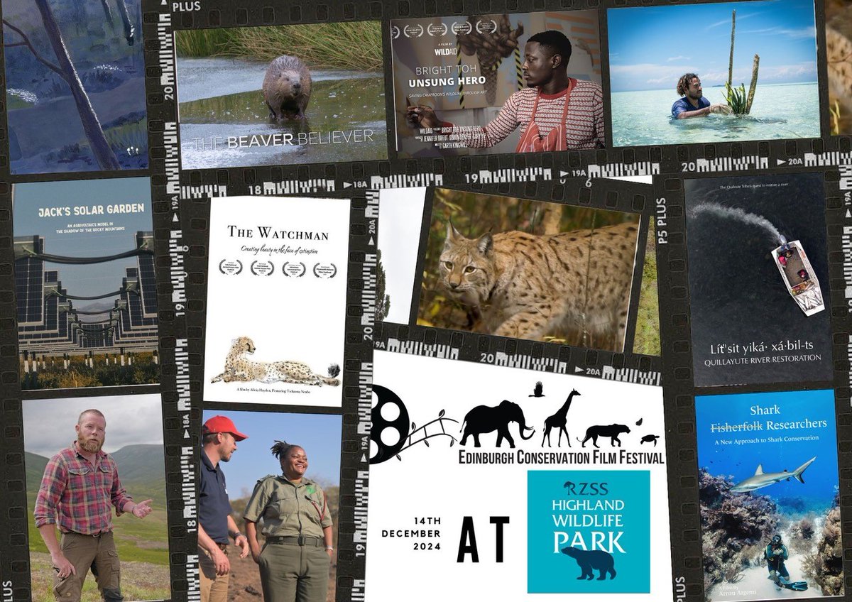 Looking for something to do this weekend? Join us for the FIRST out-of-Edinburgh screening of <a href="/EdiConsFilmFest/">Edinburgh Conservation Film Festival</a> on December 14 💙 

The films showcase the importance of conservation, giving us agency to make positive impacts. 

Book tickets now 👉 highlandwildlifepark.org.uk/events-experie…