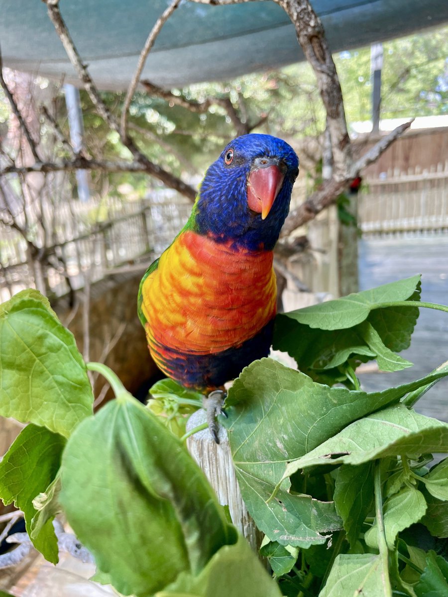 SanAntonioZoo's tweet photo. Looking vibrant and ready to steal the show! ๐ The lorikeets are just as colorful in personality as they are in feathers. ๐ฆ#LorikeetLove #ColorfulCrew #SanAntonioZoo https://t.co/L00x3aVVQC