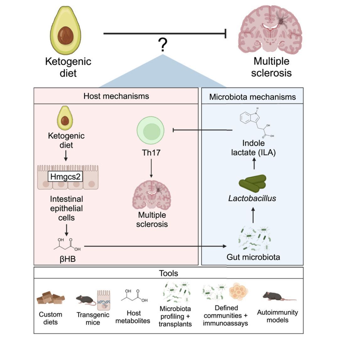 SBNutrients's tweet image. New research shows ketogenic diets (KDs) reshape gut microbiota, protecting against autoimmune diseases like MS.
Key player? BHB—a ketone reducing inflammation & harmful immune responses. Gut bacteria & metabolites like indole lactate are game-changers!…