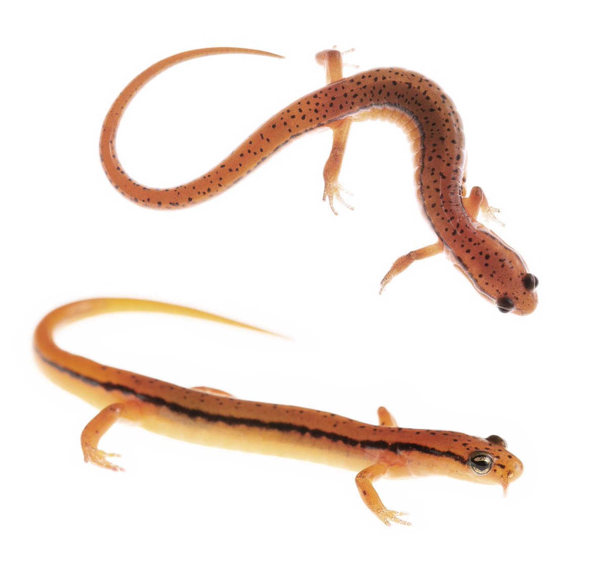 Out in ME!
A new study by Kalki and <a href="/twpierson/">Todd Pierson</a> presents evidence that a Y-linked genetic polymorphism underlies alternative reproductive tactics in two-lined salamanders.
<a href="/WileyEcolEvol/">Wiley Ecology & Evolution</a> <a href="/kennesawstate/">Kennesaw State University</a>
📷: Todd W. Pierson 
Read More: buff.ly/3ZKKsoN