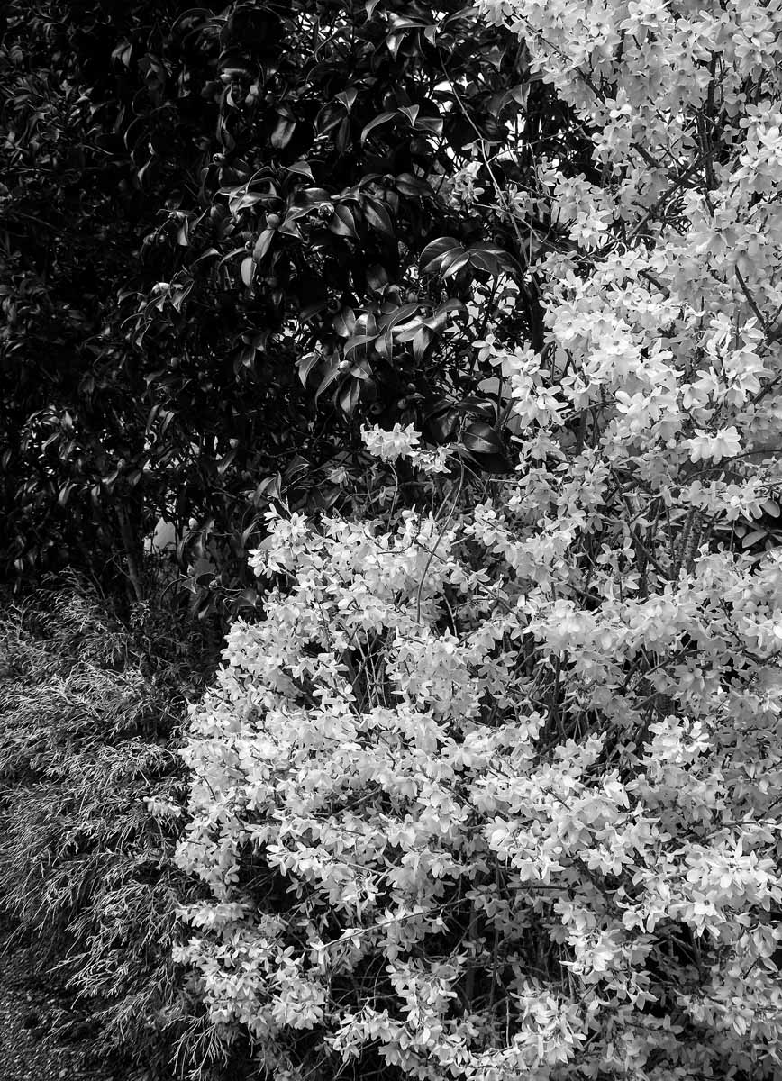 ArtAscent's tweet photo. Original art by Alison Lake, published in our Floral issue. https://t.co/rv5AyPpVYg Credit to the artist.
#DistinquishedArtist #ArtAscent #ArtMagazine #FloralIssue #Artist #ArtCollector #ContemporaryArt #Artwork #photography #blackandwhite https://t.co/j3VdKxCfmE