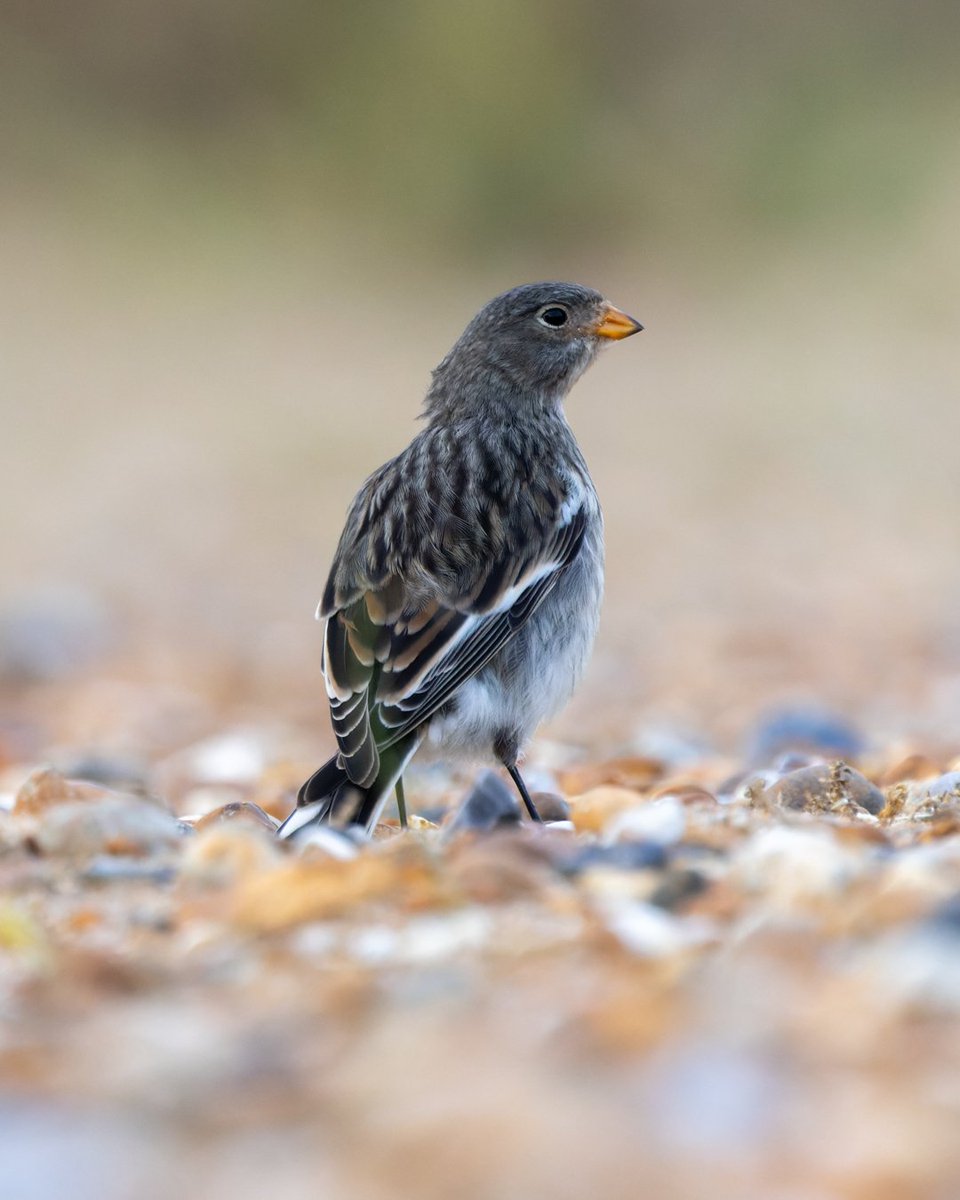 Sandwichbirdobs's tweet photo. Fantastic photos from L.Sole of a juvenile Snow Bunting on the beach. Has anyone ever heard of birds wintering in this plumage in the UK? https://t.co/zOvlHnbNer