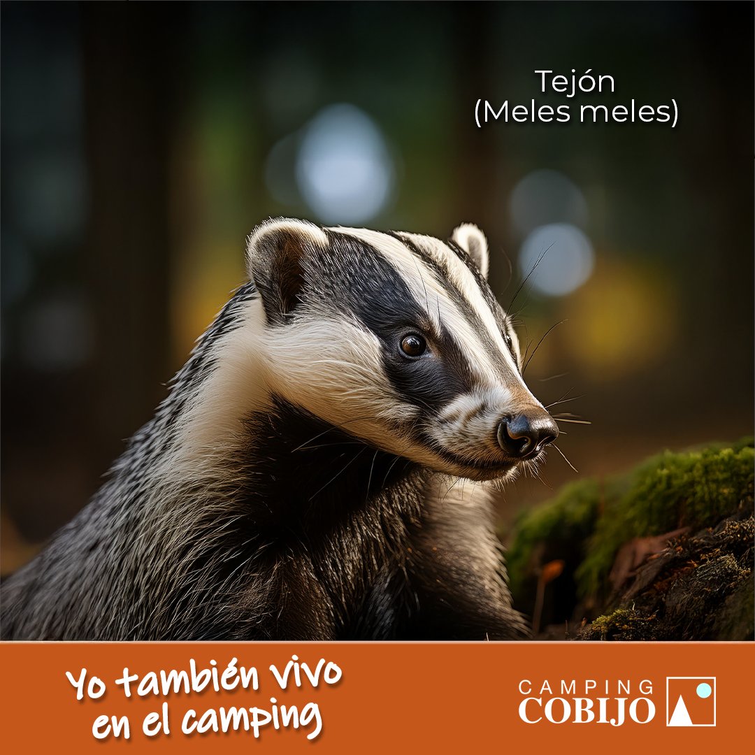 camping_cobijo's tweet image. 🌲🐾 ¡En el Camping Cobijo no estamos solos! El tejón (Meles meles) también disfruta de nuestra naturaleza. 🌿 Ven a vivir una experiencia única, rodeado de fauna y tranquilidad. 🌙
#CampingCobijo #Naturaleza #FaunaSilvestre #Tejón #EcoTurismo #Camping #Aventura #TurismoRural
