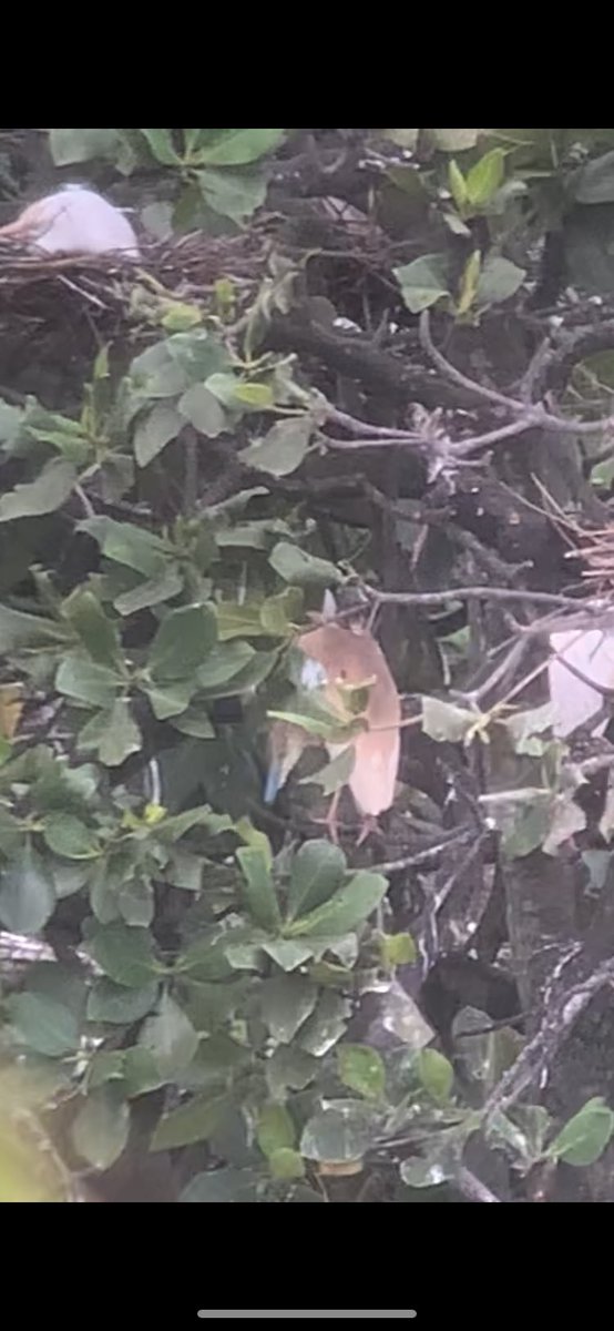 AnthonyBentley7's tweet photo. A few other rarities found whilst on Mahe, cracking Squacco heron in a cattle egret colony, and around the corner a great egret. Caspian plover found the week before but still present where all Seychelles ticks for me https://t.co/fnQRuud8zN