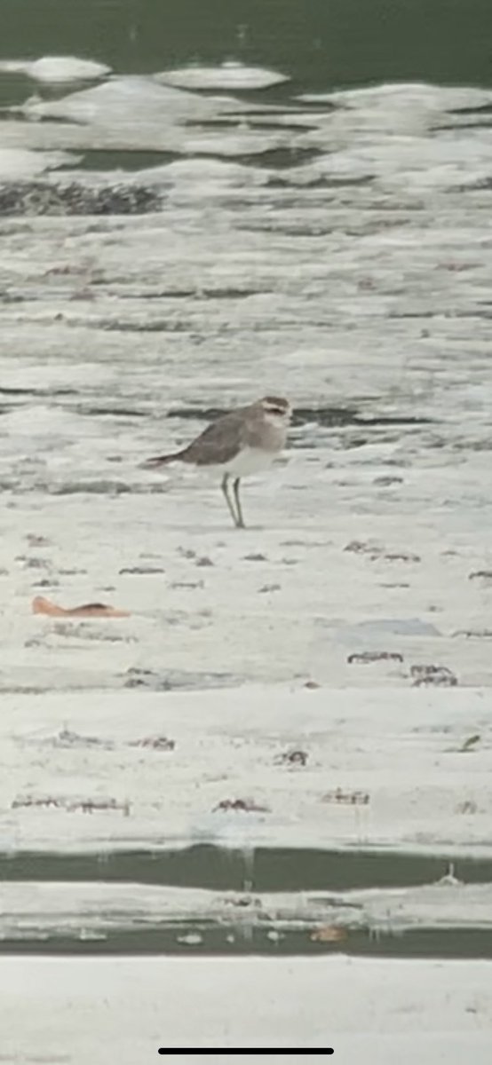AnthonyBentley7's tweet photo. A few other rarities found whilst on Mahe, cracking Squacco heron in a cattle egret colony, and around the corner a great egret. Caspian plover found the week before but still present where all Seychelles ticks for me https://t.co/fnQRuud8zN