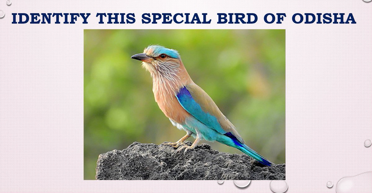 DM_Mayurbhanj's tweet photo. Answer this question first and win exciting prize 🏆from District Administration
Comment Your Answer 📷 #SaveSimilipal #Similipal #Mayurbhanj #QuizOfTheDay
@ForestDeptt
@IPR_Odisha
@MIB_India
@UNEP
@Similipal_South https://t.co/Kb9XW66Sy4