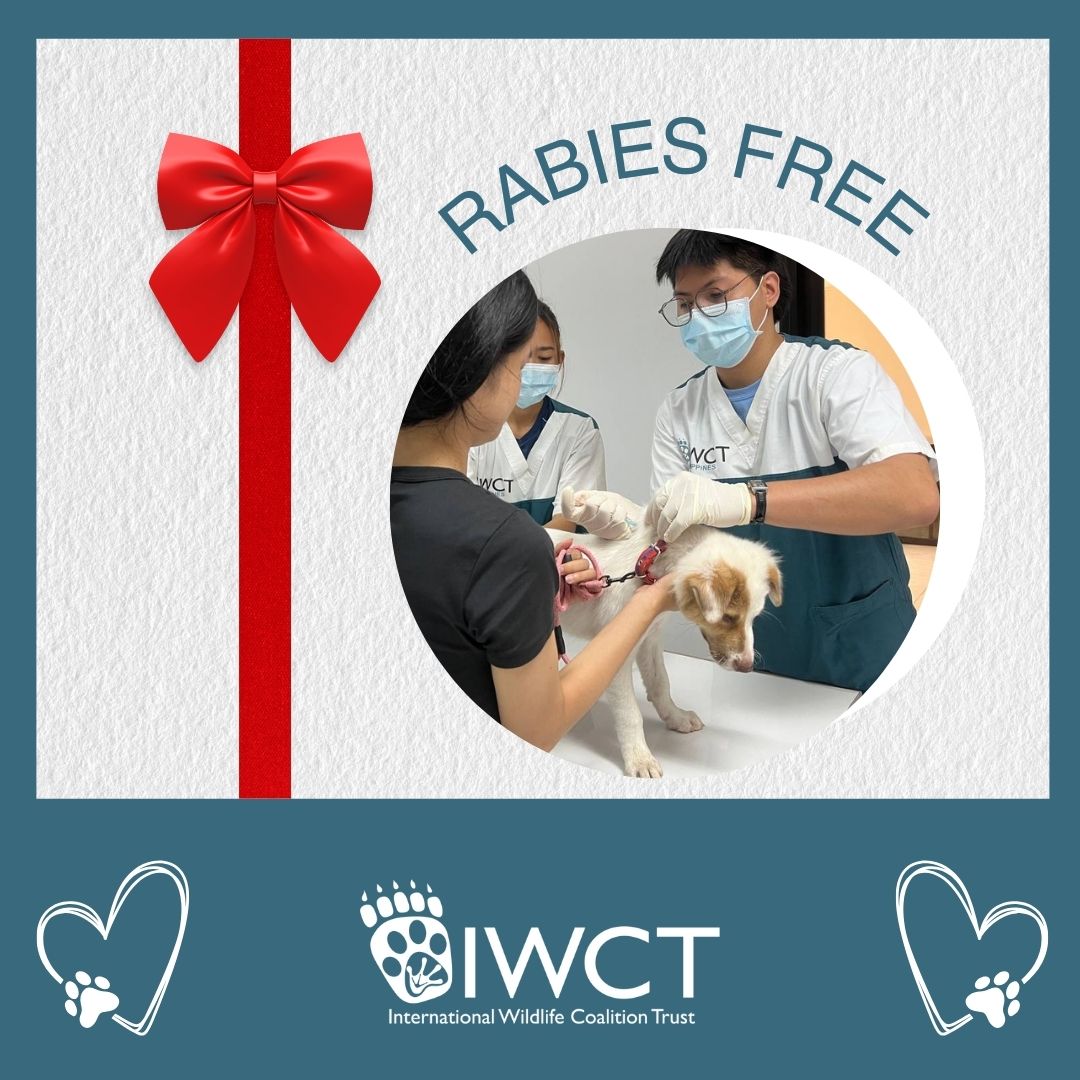 IWCTUK's tweet photo. Our last consultation clinic of 2024...
Nearly 7,000 pets have been vaccinated against rabies by IWCT vets this year.
Give the gift of life to your pets in 2025, vaccinate against rabies.
.
#rabies #rabiesvaccination #rabiesawareness https://t.co/2Dzbxx0a8X