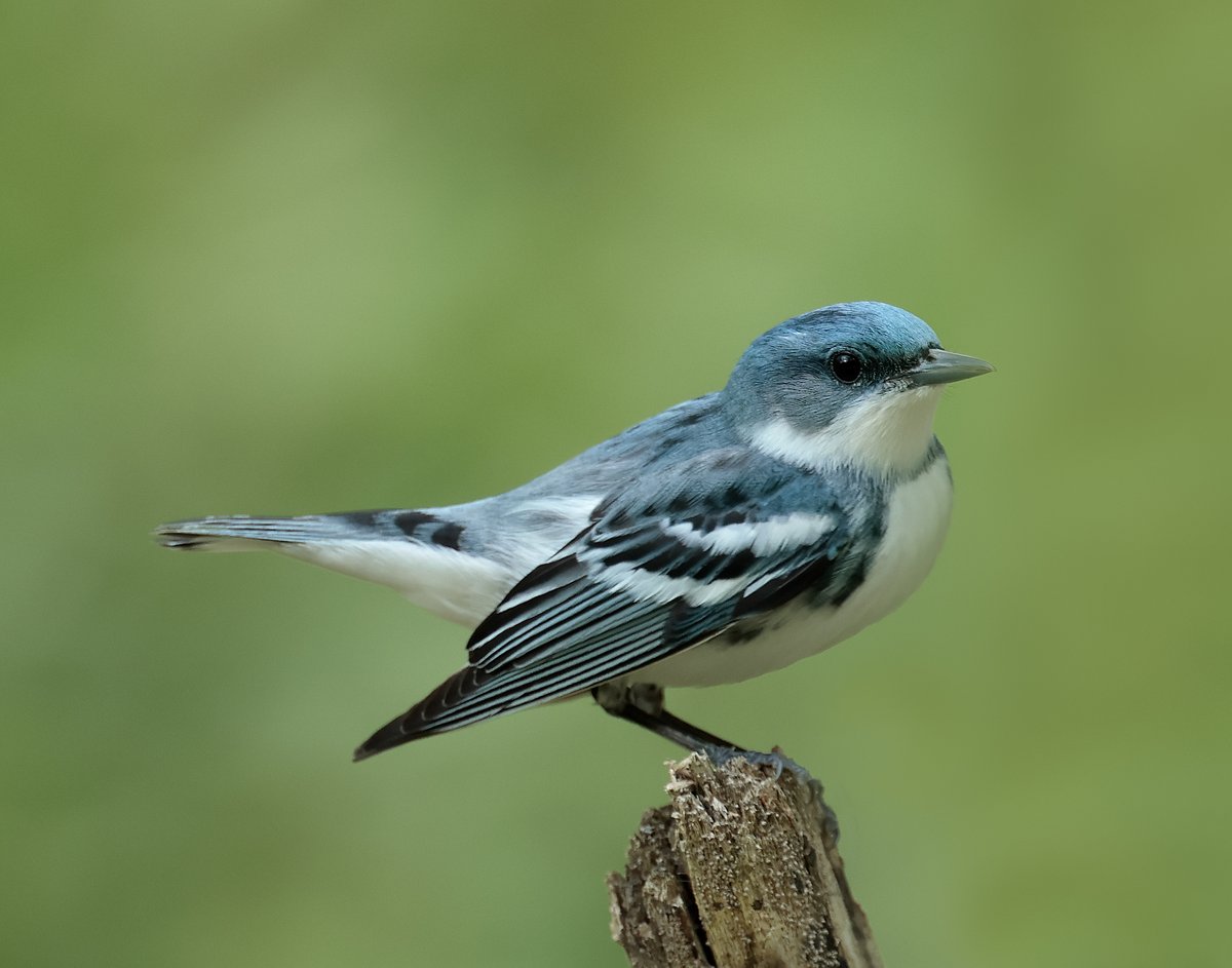 Iain H Leach tweet media