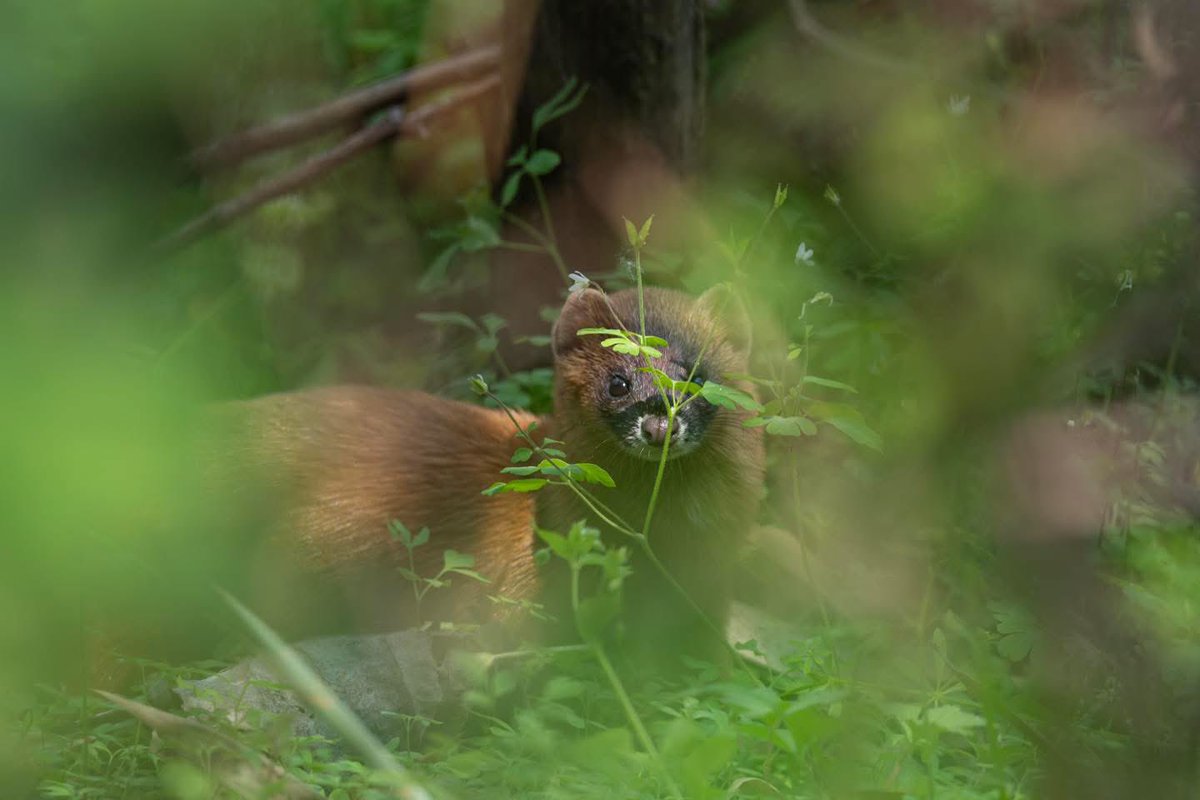 WilWoodStudio's tweet photo. From a distance it looks like it has two fangs

#animal #Ferret #wildlife #wild #animallover #animalloversunite https://t.co/6urDSj5Stp