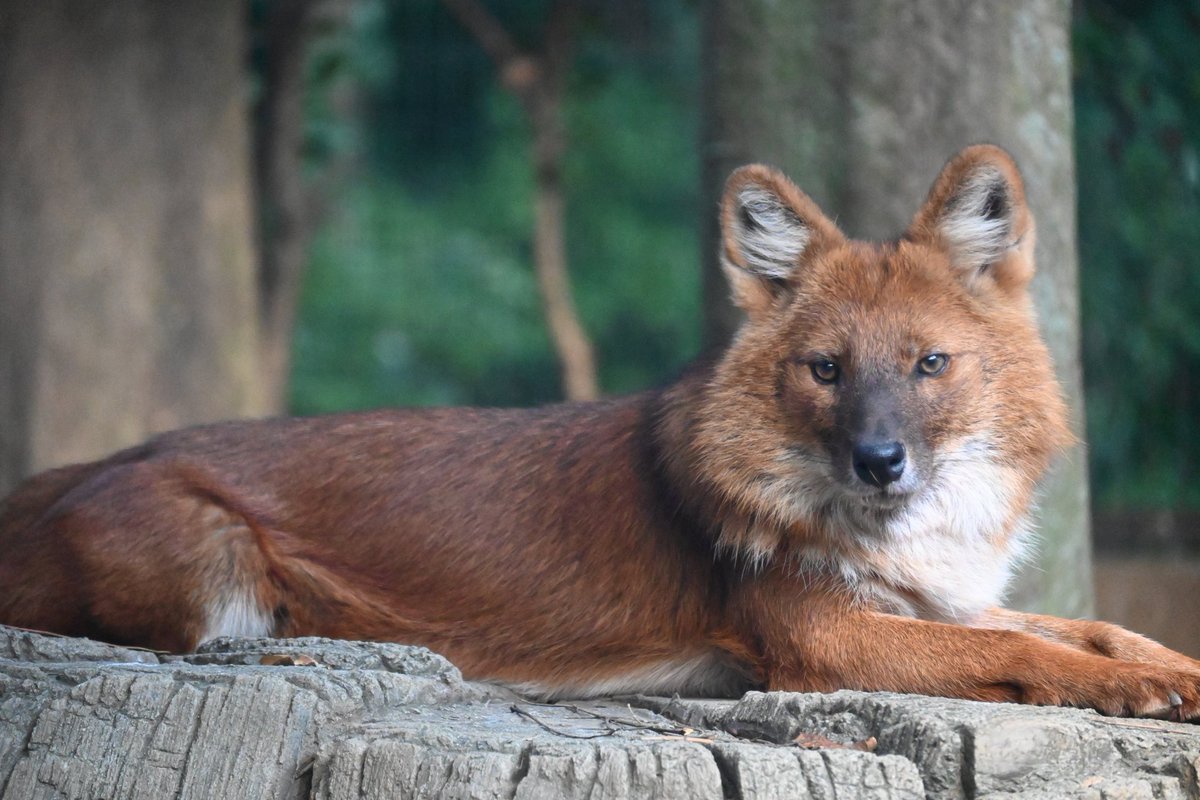 レンズを通して勝手におしゃべりしてる気分
#ドール