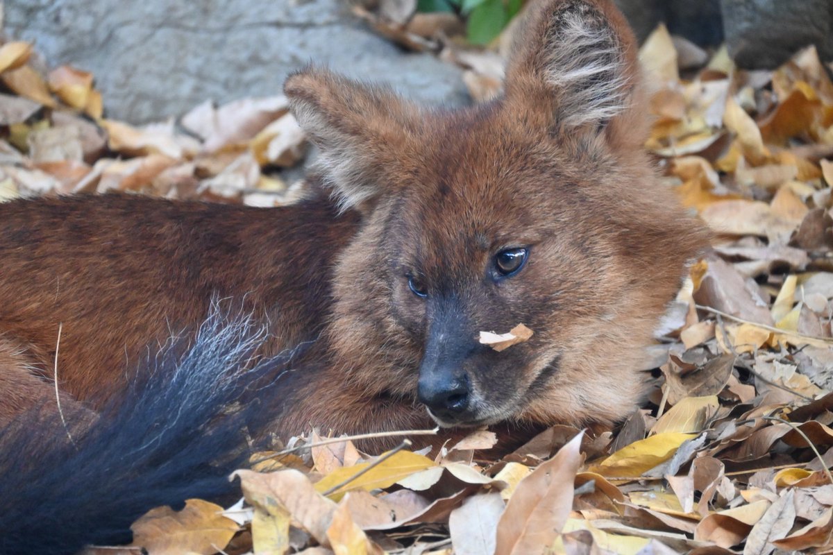 落ち葉の絨毯にいるドールたちが撮りたくてこの姿を見付けた時、必死になってシャッター押してました。
この子はモーアさん？かなぁ、見分けが💦
#ドール　#落ち葉色　#ズーラシア