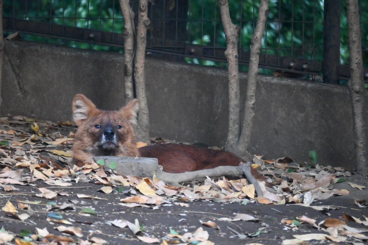 飽きもせずまた写真撮ってる〜の顔
これはジャン君な気がする！気がする、、、　　
#ドール