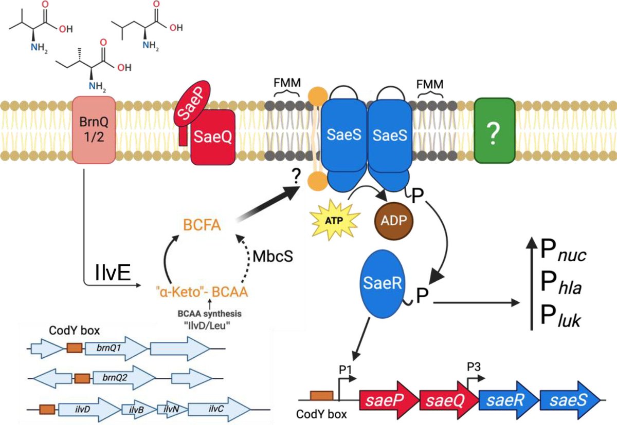 New in JB: Alqahtani, Brinsmade et al. show that the global regulator CodY links branched-chain amino acid to the production of virulence factors key for immune invasion, emphasizing the role of physiology in virulence.
journals.asm.org/doi/10.1128/jb…
<a href="/ASMicrobiology/">ASM</a> <a href="/JBacteriology/">JBacteriology Eds</a>
