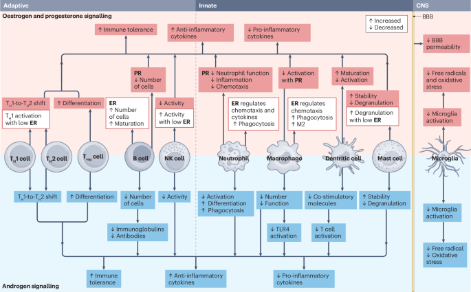 New online! Exploring the role of sex hormones and gender diversity in multiple sclerosis go.nature.com/3Zzez1p