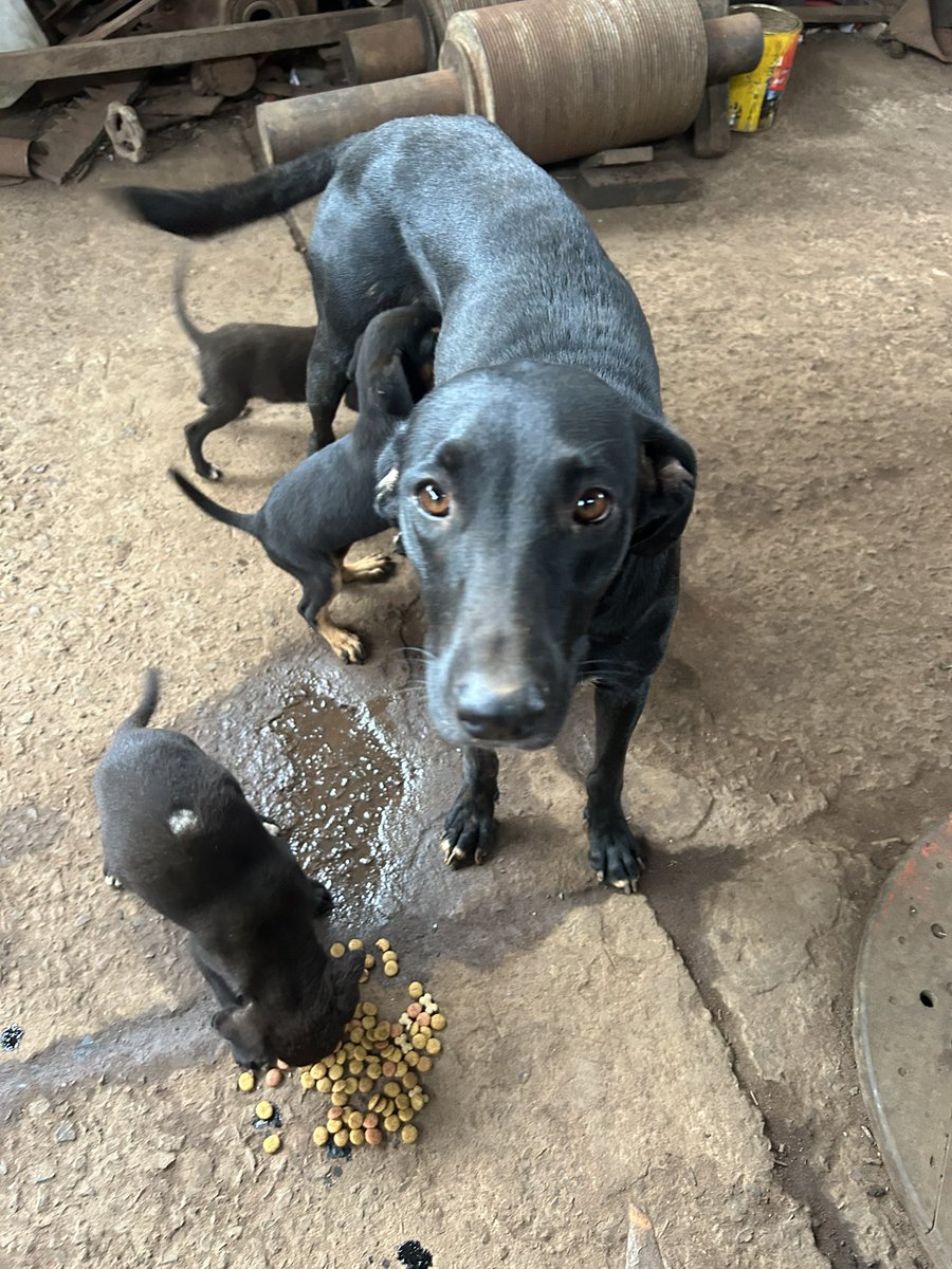 adrianaort_'s tweet image. Nuevo caso😭💔 Necesito cubrir Nexgard y castración para la mamá, a los cachorritos baño medicado y desparasitación. Tb balanceado. Si podés apadrinar este caso contáctame al 0976264095
Para aportes 🙏🏻 
ORTIZ RODAS ADRIANA JAZMIN
Banco Familiar 
CI 5639606
N° de cuenta 81704569