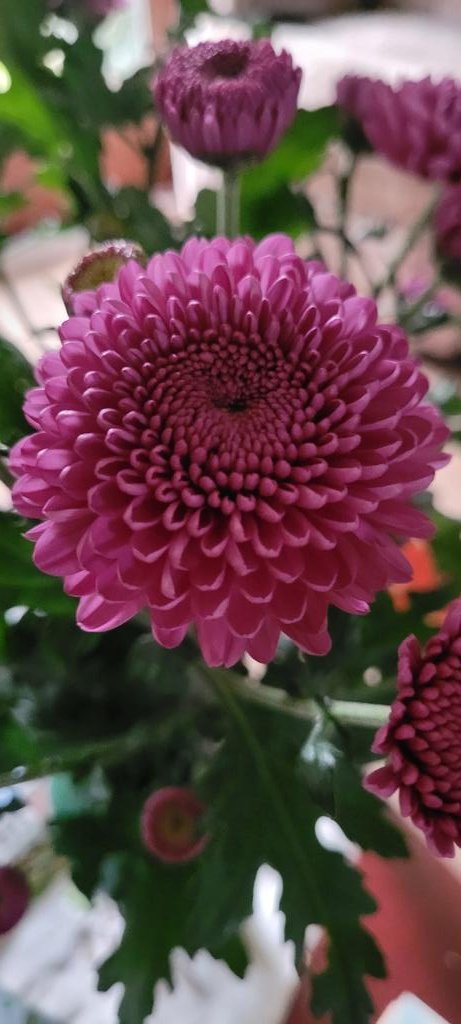 mrjoehammer's tweet photo. @Princess_Flick That's very pretty, have one of these dunno what it is though. https://t.co/NbLlJc712l