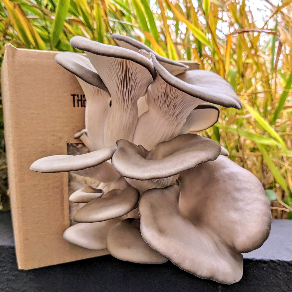 The Lockdown Garden tweet media