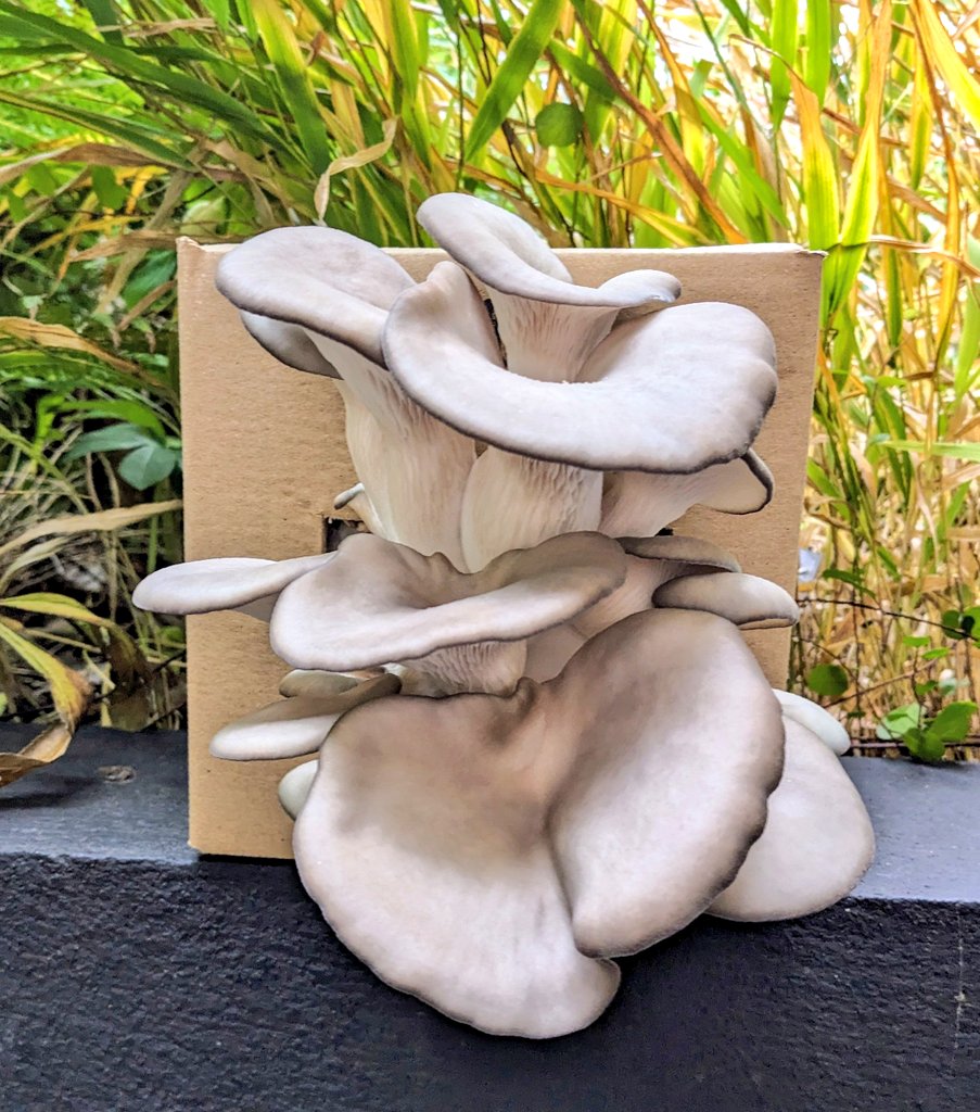 The Lockdown Garden (@gardenlockdown) on Twitter photo 