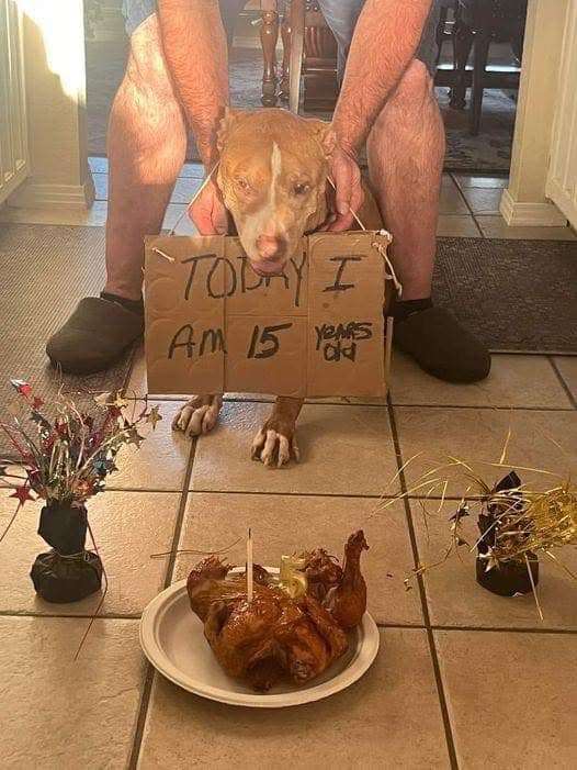 Dog Lovers tweet media