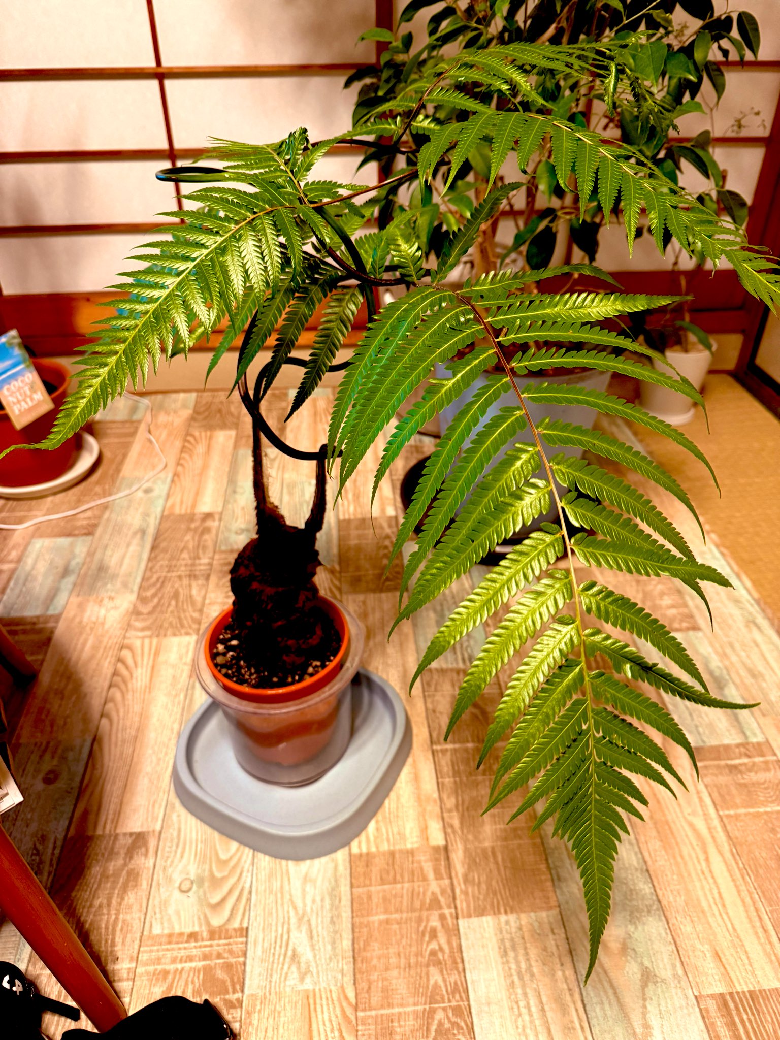 キンモウコウ - Search / X