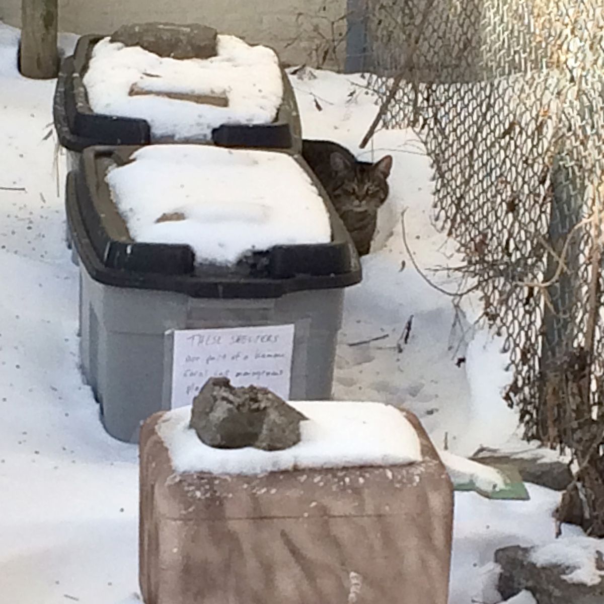 It's #WinterShelterWednesday! 🌬️❄️🏠🌡️🐈  Sub-freezing temps are coming to NYC/LI, so double-check your winter cat shelters to minimize drafts. Face entrance away from wind or behind windbreak like wall, shrub, another cat shelter. @bideawee #nycfci #feralcats #communitycats #tnr