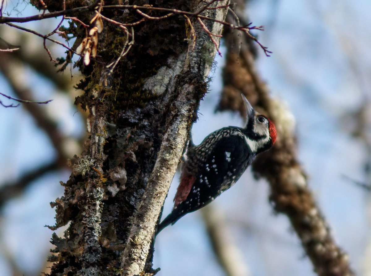 Sichuan birding tweet media