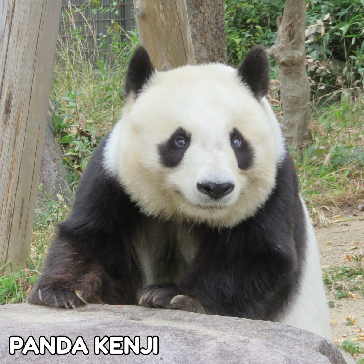 ★ にこにこパンダ！ Hi! Panda ぷちぷに(パンダ) – SUNHOSEKI