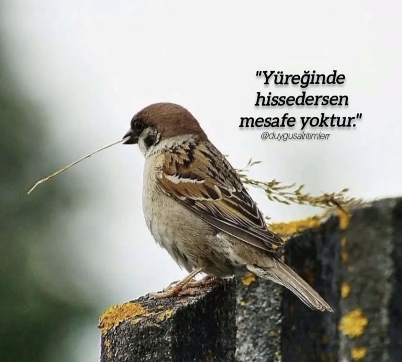 Beril (@beril65006639) on Twitter photo 