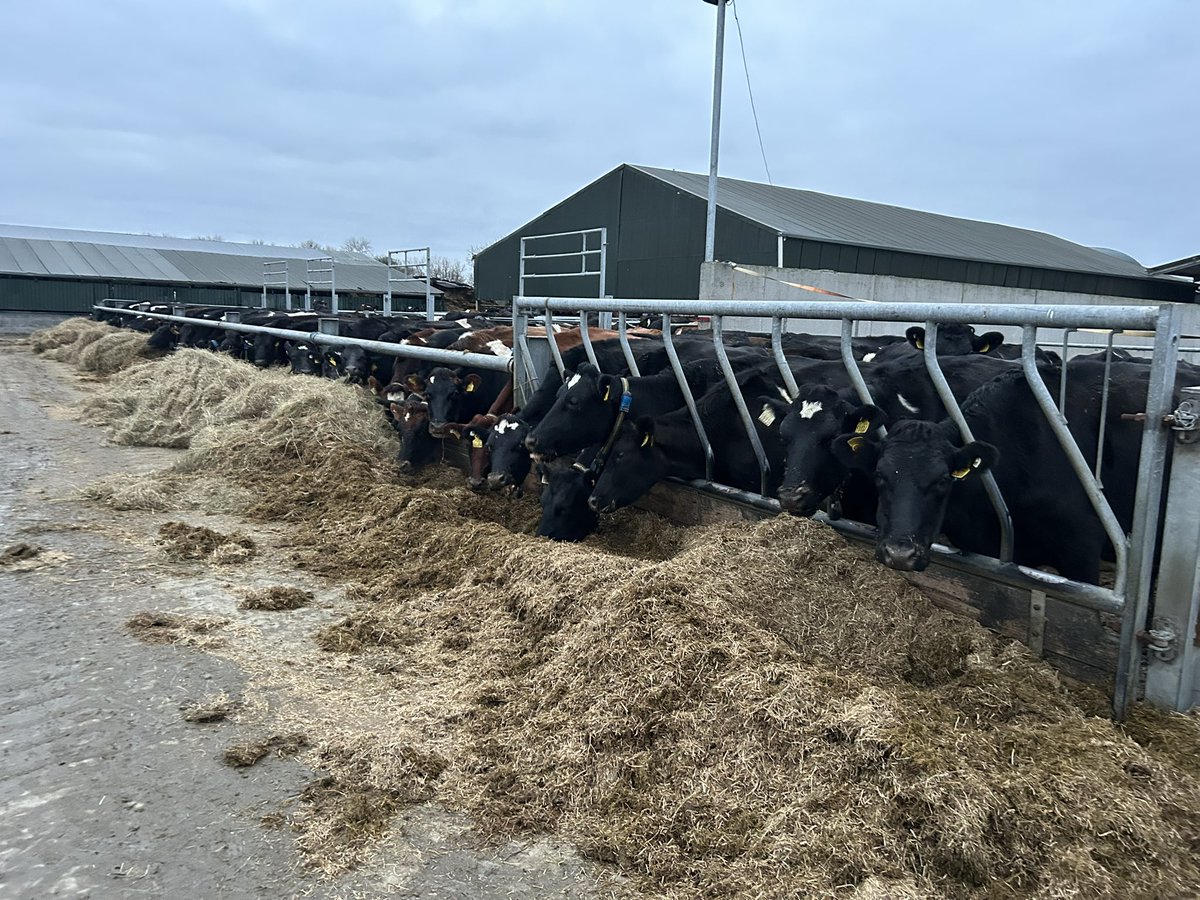 Dara Killeen tweet media