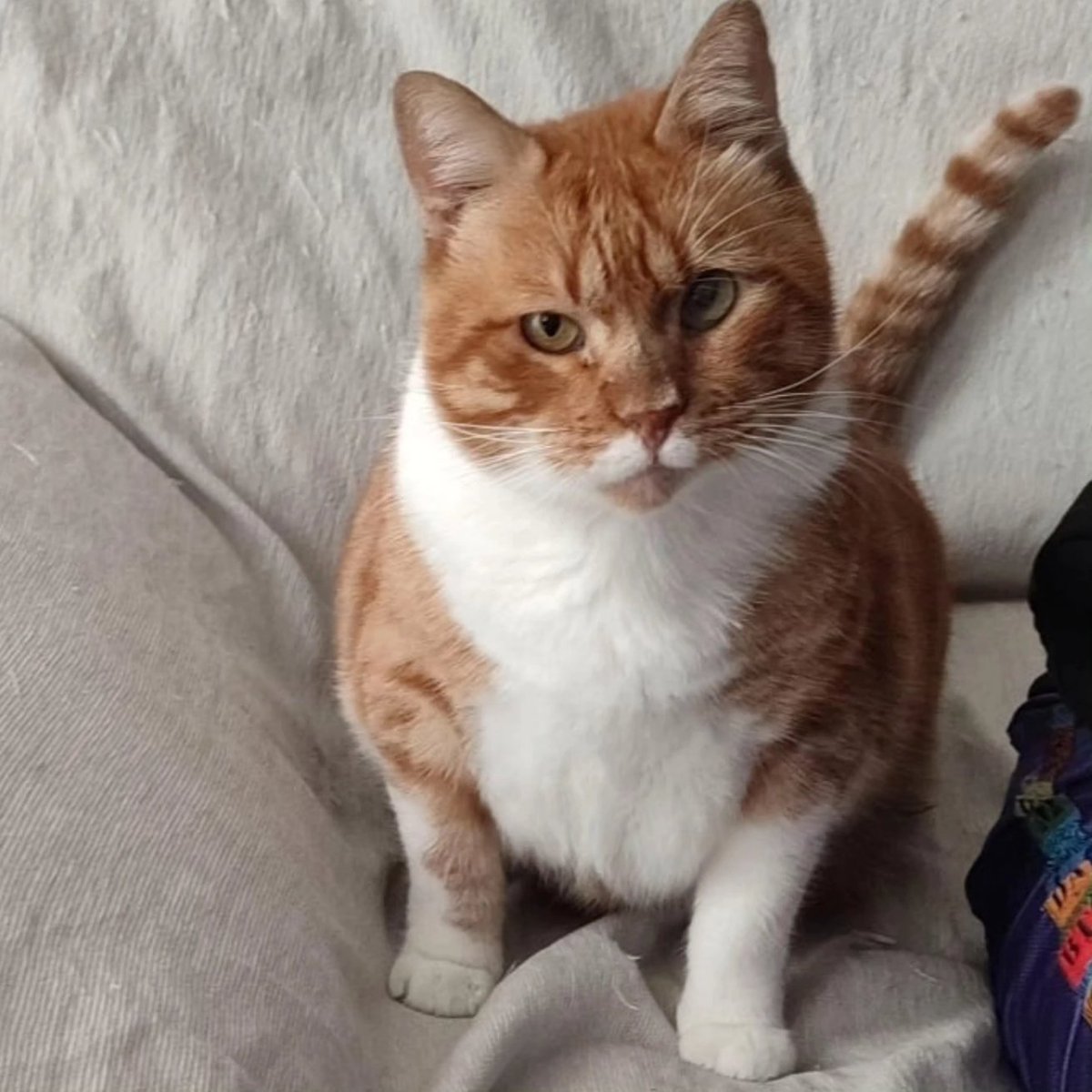 Felinos_Gabias's tweet photo. 🔴#SUGUS SE QUEDA SIN ACOGIDA EN NAVIDAD 😭😭 PORFA UNA CASITA PARA ÉL 🙏🏻🙏🏻🔴🔴 #acogida #granada https://t.co/LcAF9gWvl9
