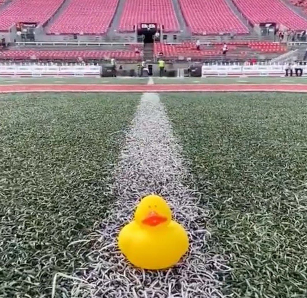 Pugnacious Ducks tweet media