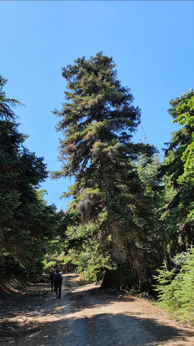 iNaturalistDZ's tweet photo. Algerian fir
Abies numidica
September, 2020
Djebel Babor, Algeria
Alt. 1956m
Critically Endangered (IUCN Red List)

This remarkable tree is the only indigenous fir species in Algeria, restricted to Djebel Babor, its unique natural habitat.

#Borany #Trees #Abies #Fir #iNaturalist https://t.co/UeaKkzsdle