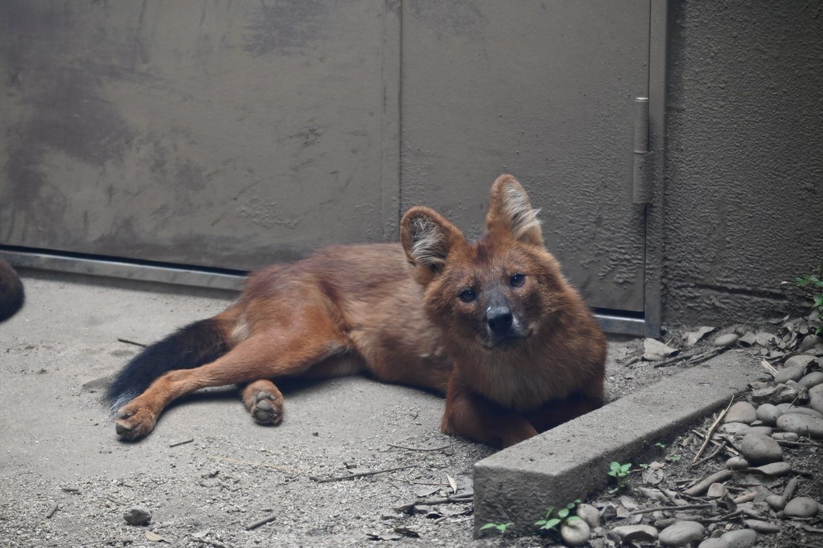 かわいい
#ドール