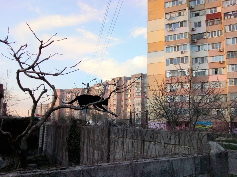 Dieviy's tweet photo. Зоорепортаж https://t.co/AvTTZ4xyf5 https://t.co/r8tADO1cnN