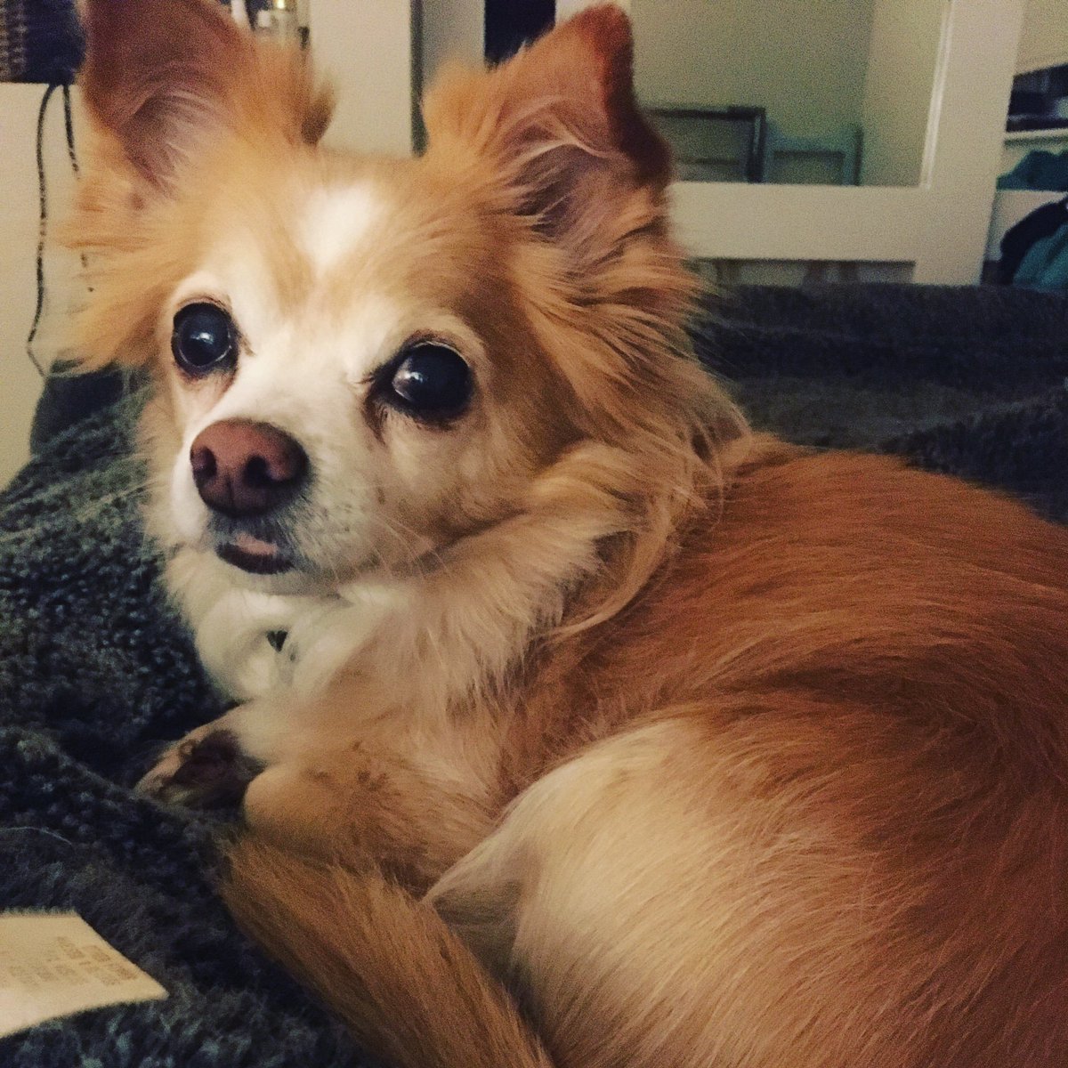 I’m here for the chihuahuas. As is Erik.