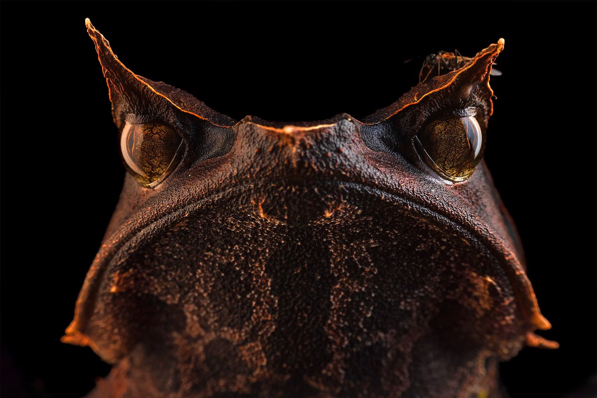 Amphibians are the most threatened group of vertebrates, with 1/3 species facing serious conservation issues. This situation requires urgent action to avoid losing fascinating species such as the horned frog Pelobatrachus nasutus, a species whose populations are in decline.