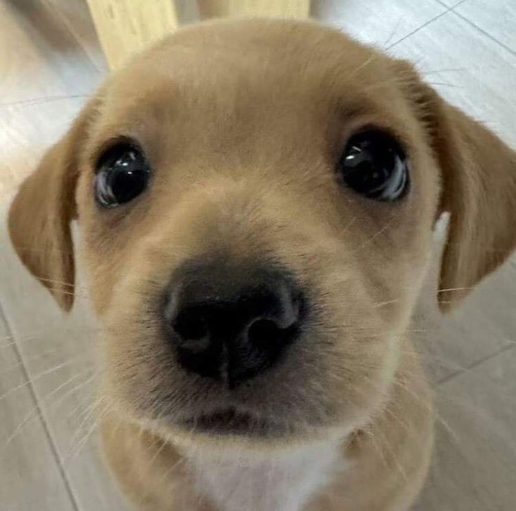 _hourlyjihoon's tweet photo. 🐶🐾 https://t.co/dOayH3r3Em