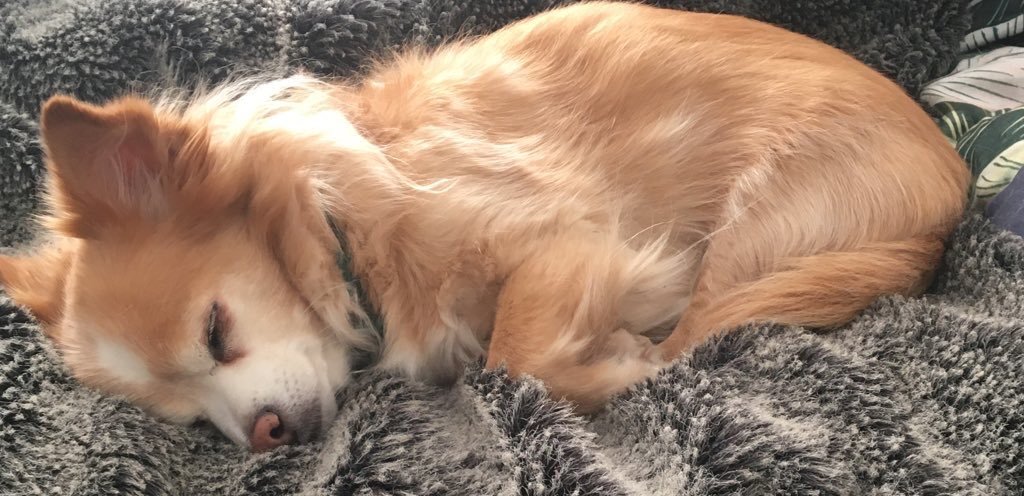 Alternating writing a lecture with watching the dog sleep beside me. He’s very distracting.