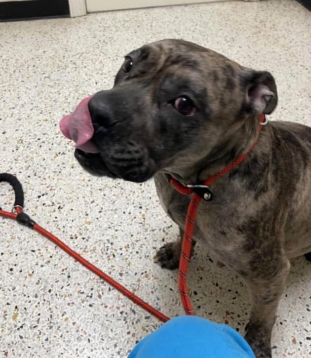 Mocha is a very sweet, beautiful pittie. she is pregnant. we hope that mocha and her pups can find forever homes soon. mocha weighs 82 lbs.  Mocha is in the same situation as Diamond. She desperately needs pledges for. Rescue. Please help Mocha!!!