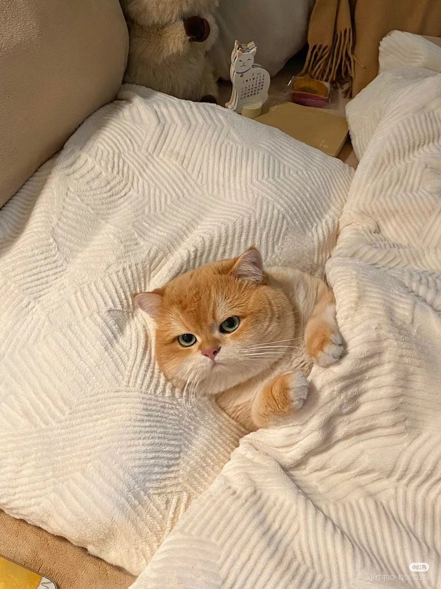 No Context Cats tweet media
