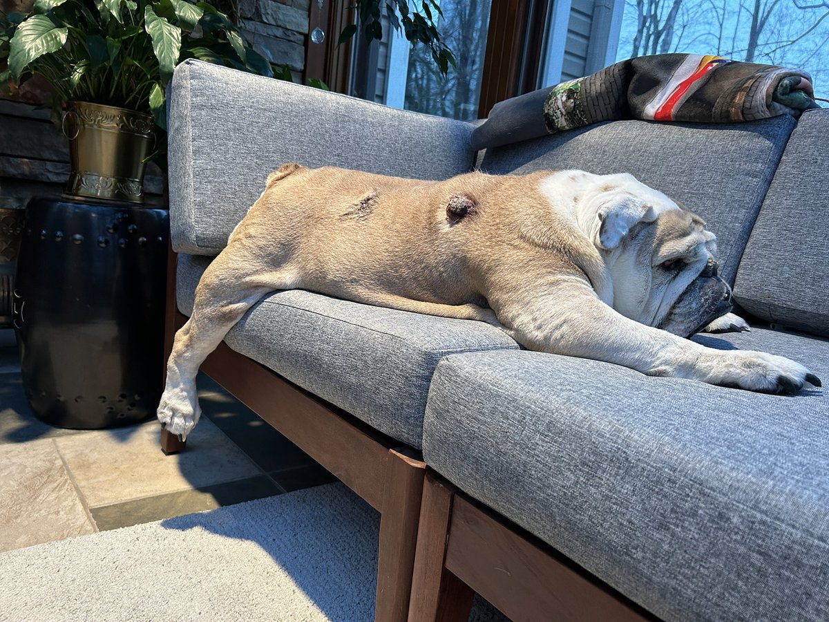 Cleopatra the English Bulldog tweet media