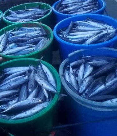 maya_warayaan's tweet photo. Senin (02/12), Maria M.Warayaan Luhkan Kab. Maluku Tenggara, Melaporkan hasil tangkapan KUB Kaltif Desa  Rahangiar Kec. Kei Besar Selatan Barat ikan Tongko sebanyak 300 kg dgn harga Rp.1000.000/ember
#GiatluhkanSatminkalAmbon 
#Luhlapor
@BP3_Ambon
@bppsdm_kp https://t.co/HAk3Dlklnh