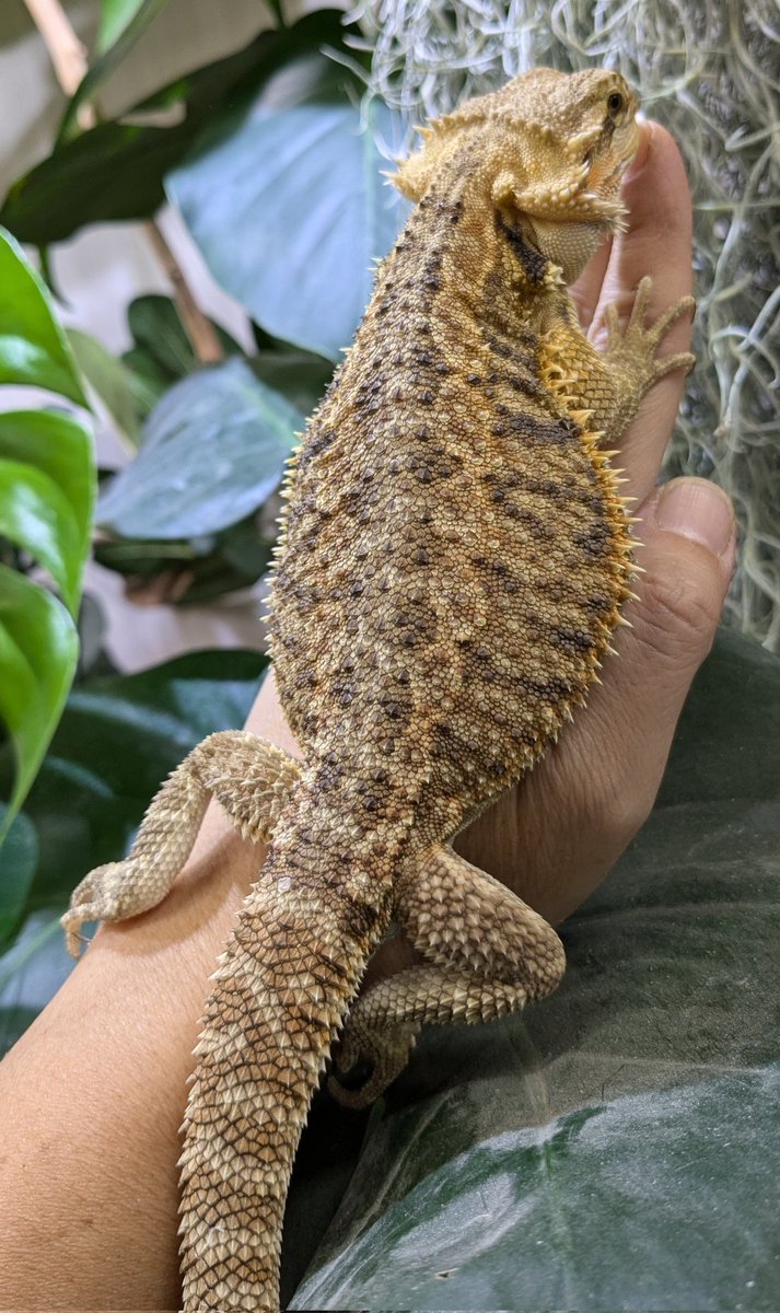 animalplacemana's tweet photo. #DRAGONFEST
#フトアゴ
#フトアゴヒゲトカゲ https://t.co/8bnzve5U3l