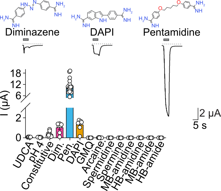 marti_solans's tweet photo. 🔍 Typically, diarylamidines block ion channels, but DiaaNaC behaves differently. Diminazene, pentamidine, and DAPI triggered substantial Na⁺ currents instead of inhibition. Mutagenesis revealed key residues near the pore and lateral portals influencing activation. https://t.co/8FQYbRSXFS