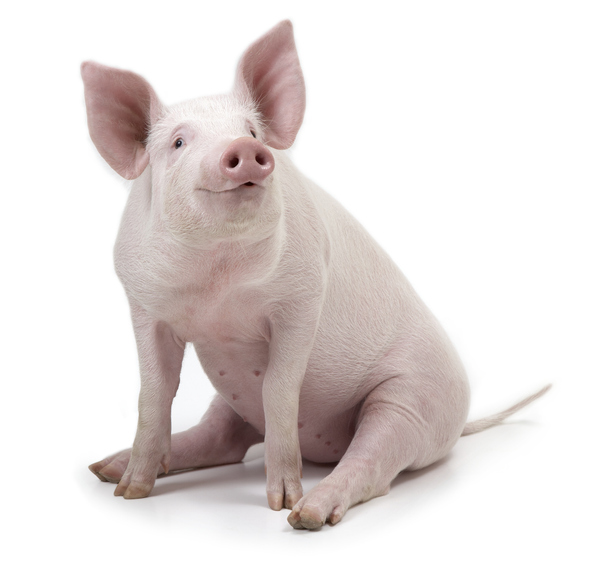 Reminder: FeedNavigator is hosting a free #webinar on #swine #gut health today.  Start time: 4:30 PM CET (Paris) Duration: 60 minutes  REGISTER NOW.... bit.ly/49xVukL