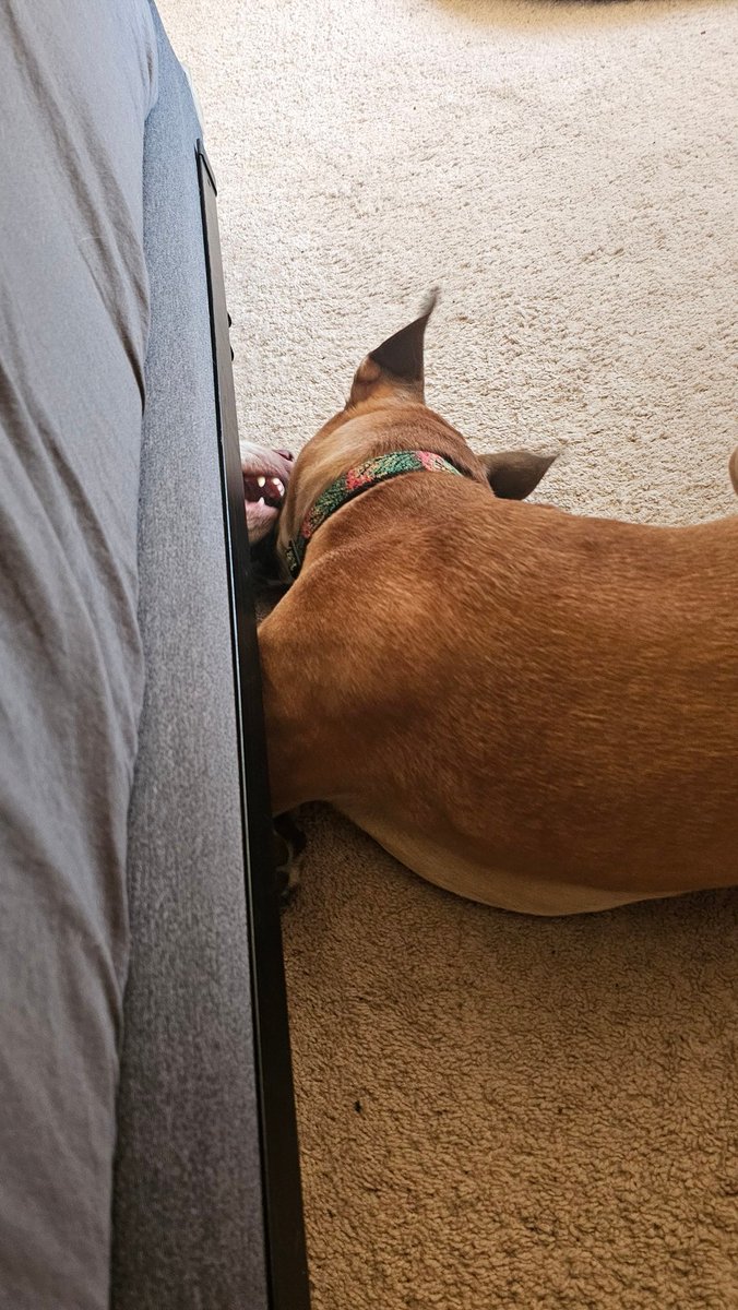 drnik46's tweet photo. Rio just going after Ruby this morning instead of letting her hide under the bed. #DailyRio #RubyRoo #RioAndRuby https://t.co/9C39lOsRGx